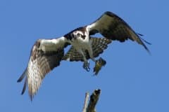 Smith Mountain Lake (May - Osprey); Photo Copyright 2006 Ted Pratt