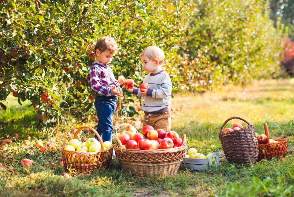 Brothers pick apples at an orchard near Smith Mountain Lake, VA