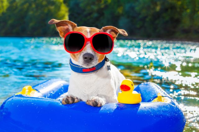 Dog on floaty at pet-friendly Smith Mountain Lake rental homes
