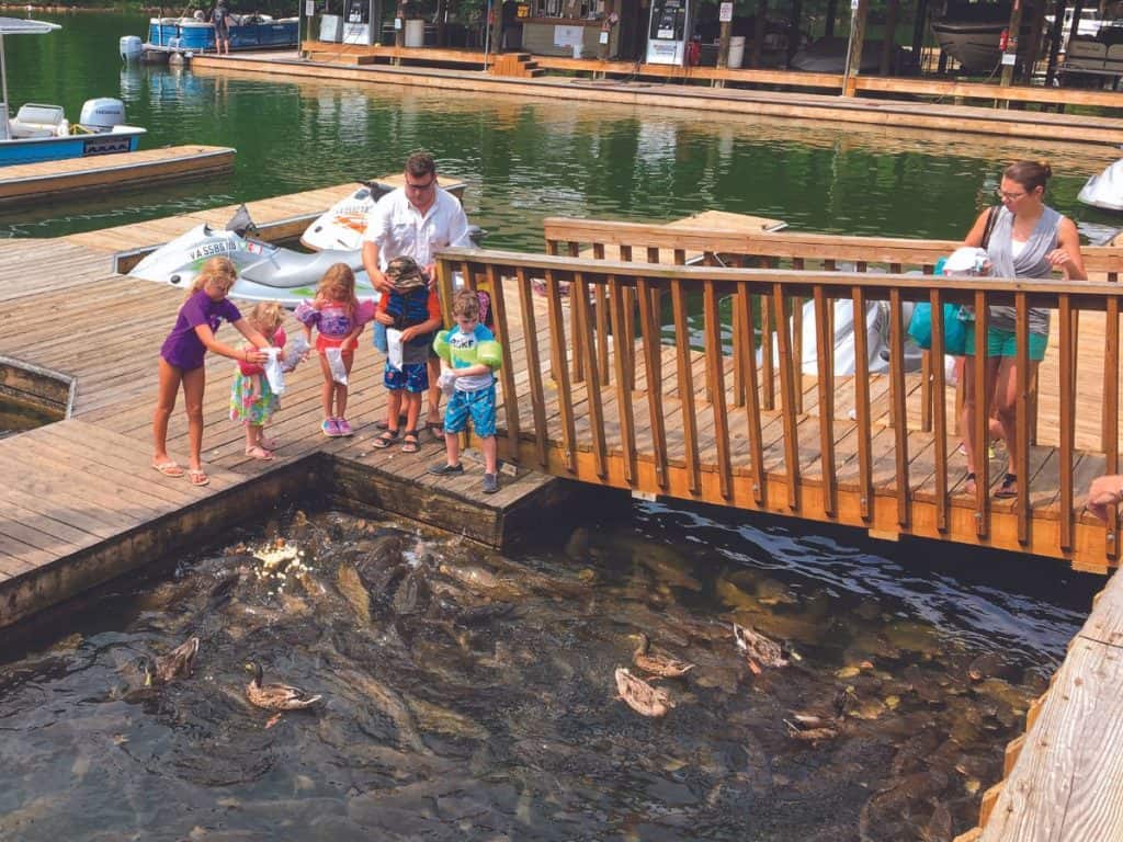 Kids throw popcorn to the huge carp that gather around the dock at Bridgewater Marina