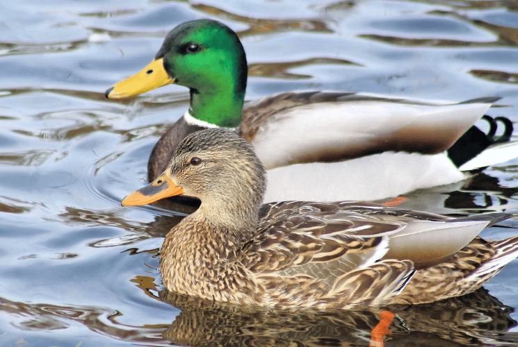 Male and female mallard ducks paddle on the lake.