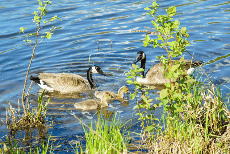 Two geese with two goslings on a peaceful lake.