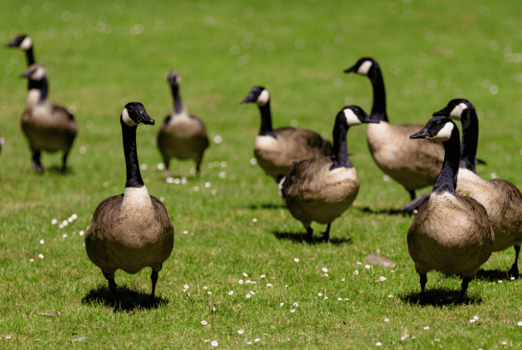 A flock of geese on green grass.
