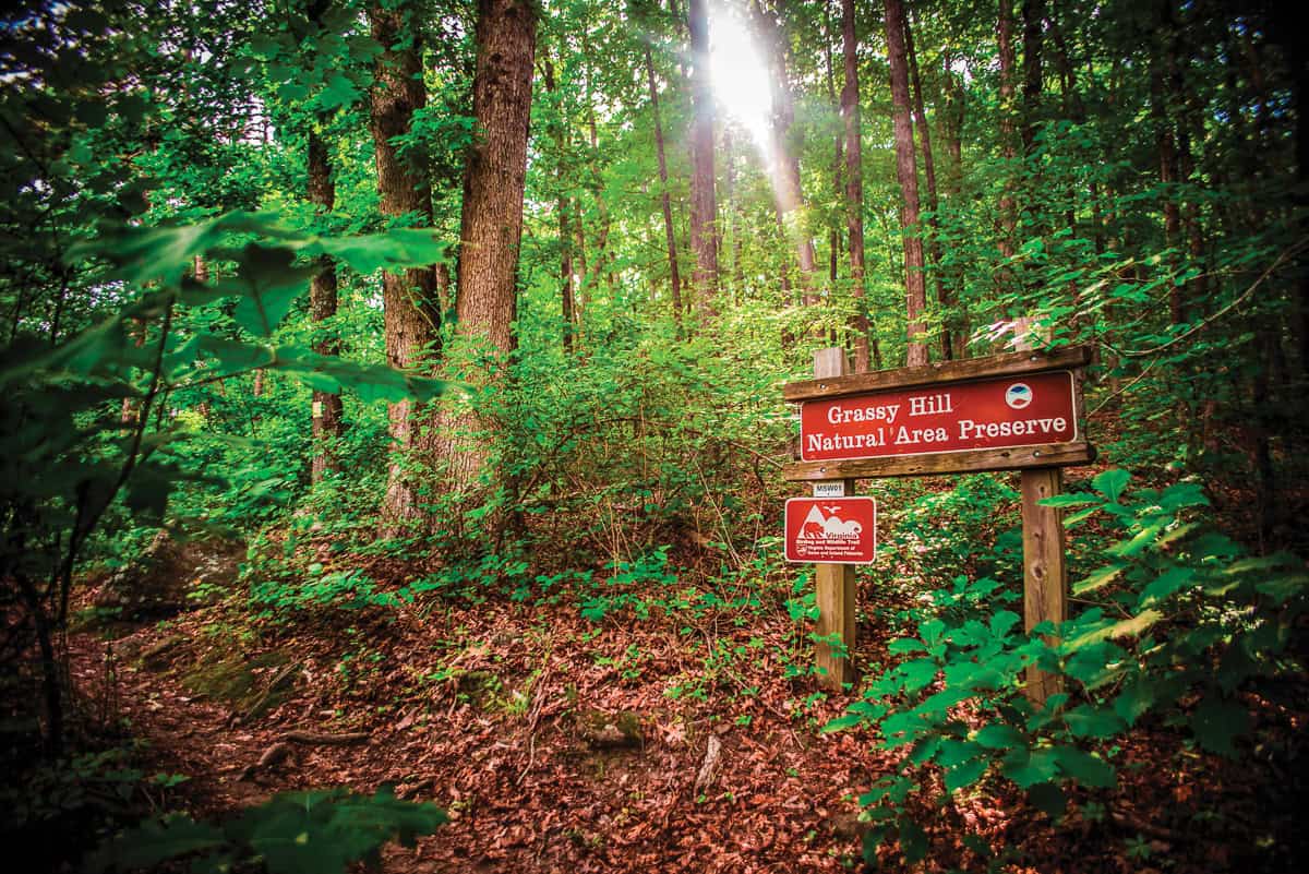 Light shines through the trees at Grassy Hill Natural Area in Franklin County, VA.