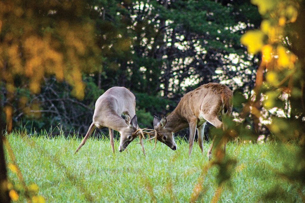Two white-tailed deer sparring in a grassy field surrounded by autumn trees at Smith Mountain Lake, Virginia.
