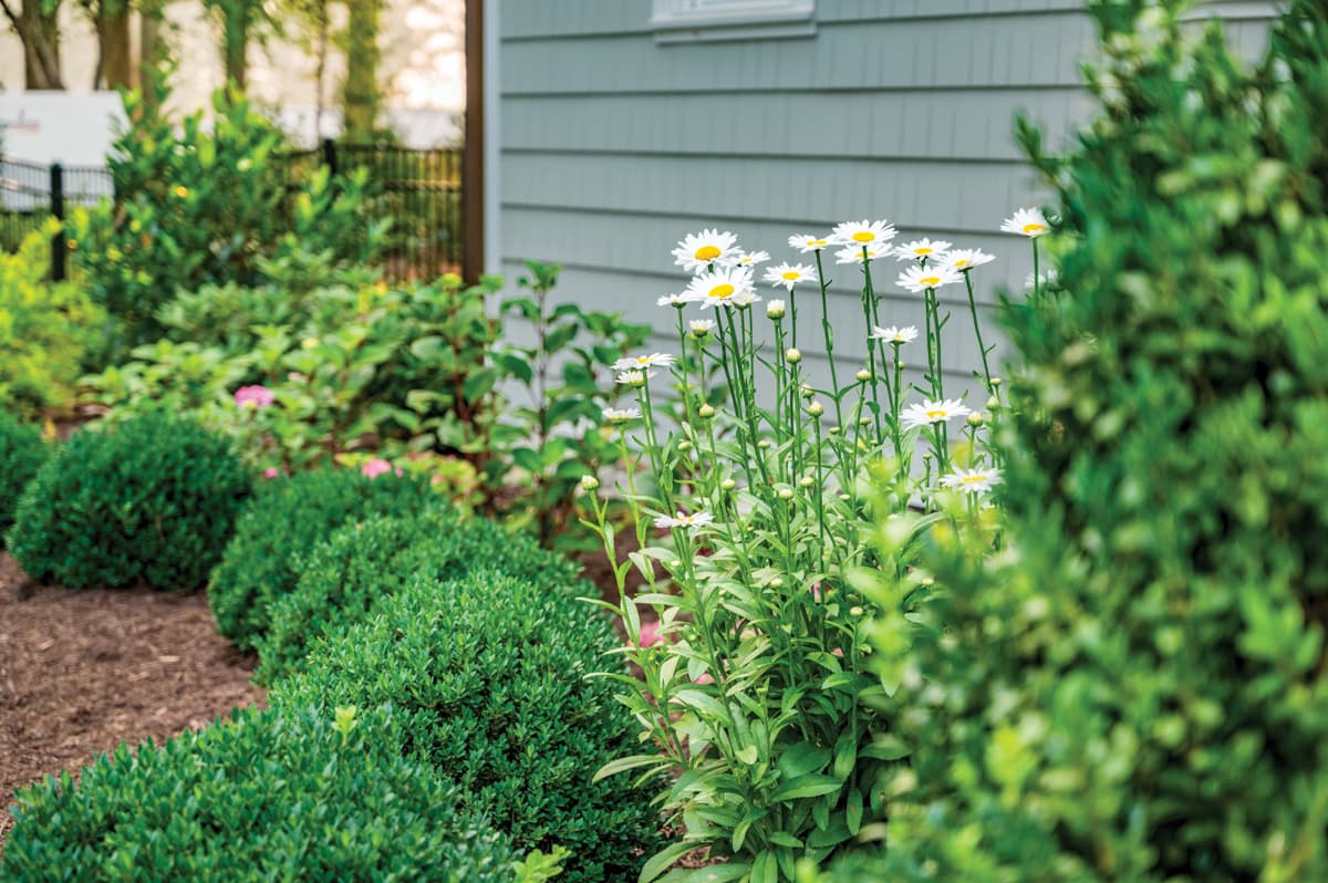 Catmint and Shasta daisies with evergreen shrubs in a deer-resistant garden at Smith Mountain Lake.