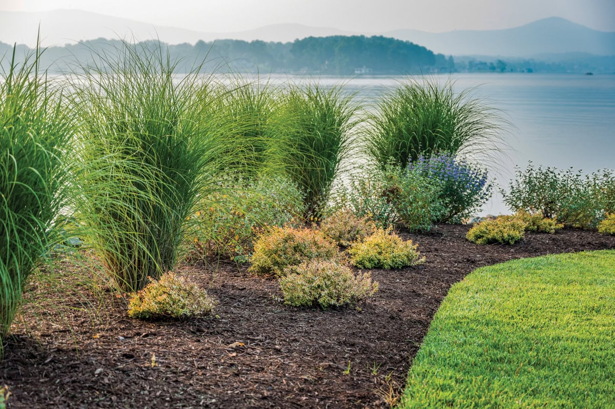 Low-profile shoreline plantings and pink muhly grass for erosion control at Smith Mountain Lake.
