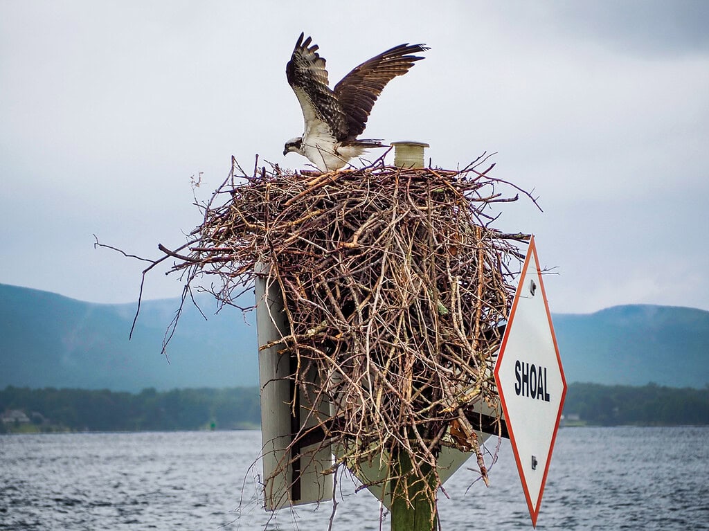 An osprey returns to its nest on top of a channel marker at Smith Mountain Lake, Virginia, in spring.