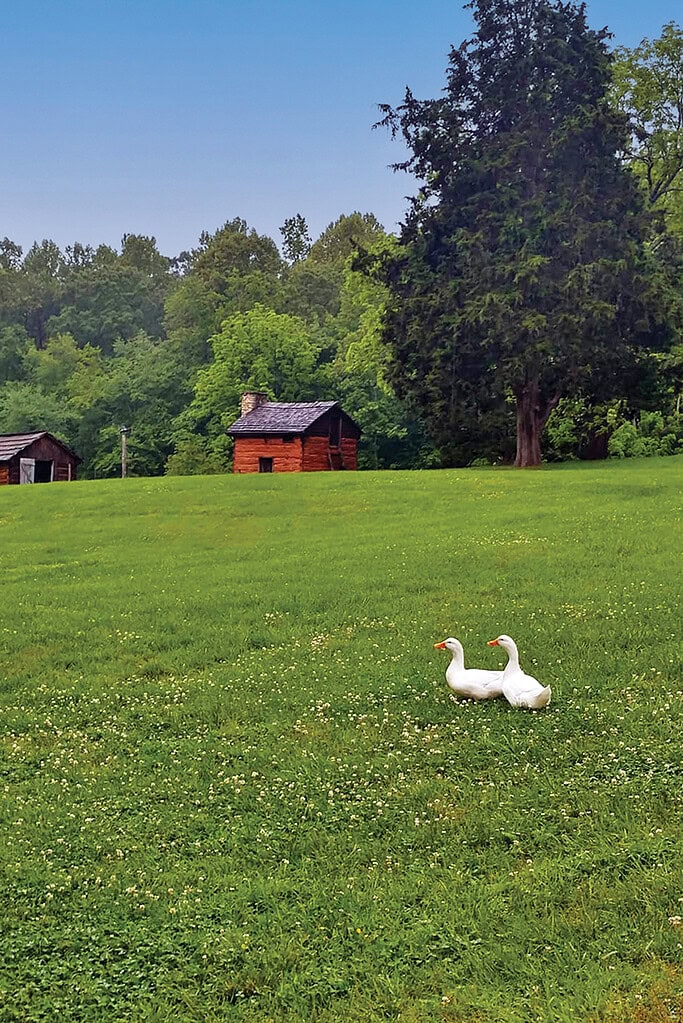Ducks explore the grounds at Booker T. Washington National Monument with an old tobacco barn in the distance.