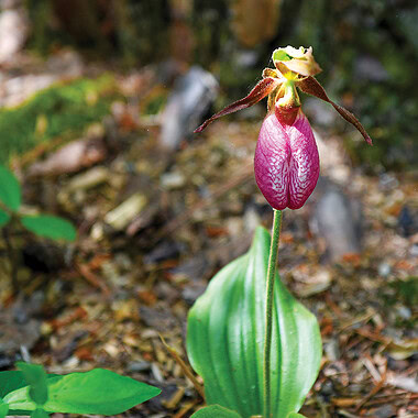 A pink lady's slipper, a native orchid that blooms along the trails at Booker T. Washington park.