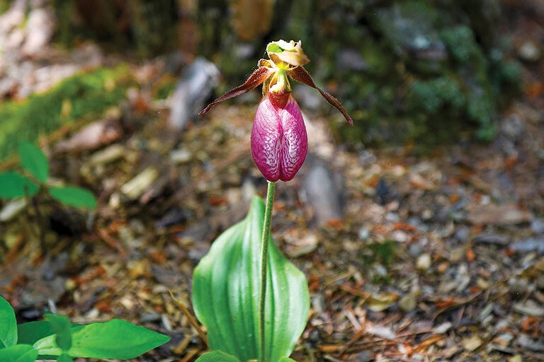 A pink lady's slipper, a native orchid that blooms along the trails at Booker T. Washington park.
