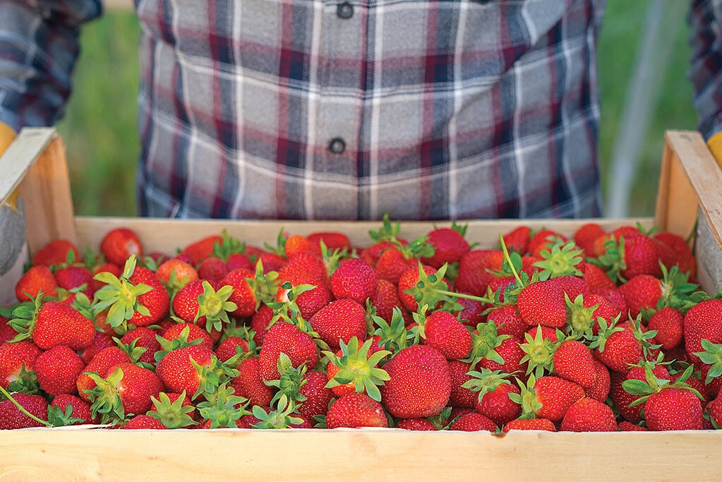 fresh strawberries gathered at a local farmer's market